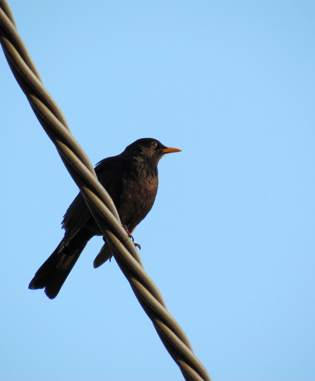 Amsel im Abendlicht II