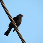 Amsel im Abendlicht II