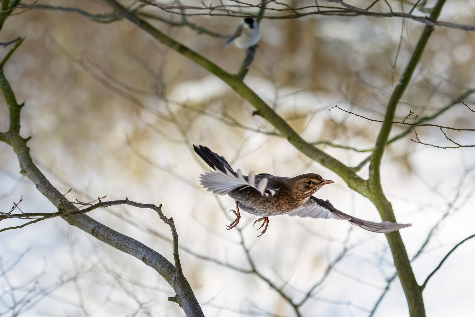 Amsel im Abflug