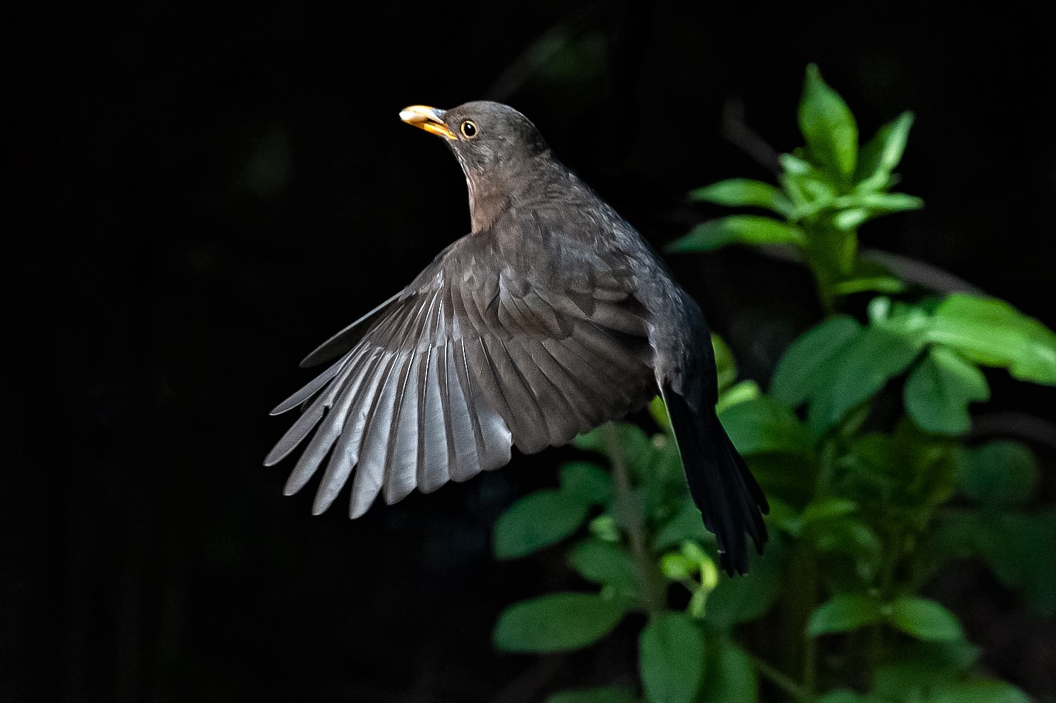 Amsel im Anflug