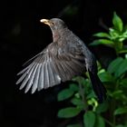 Amsel im Anflug