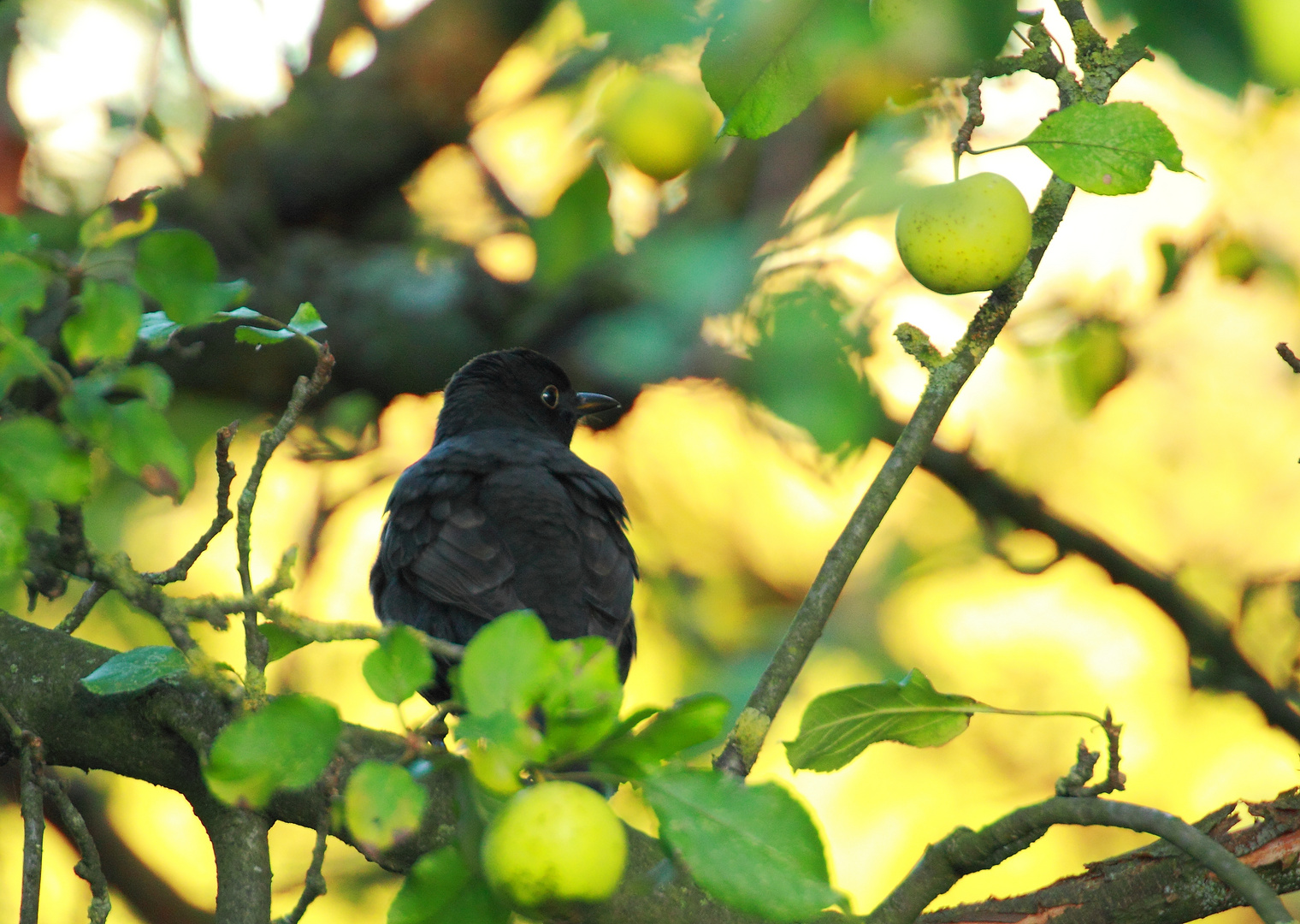 Amsel im Apfelbaum