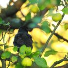 Amsel im Apfelbaum