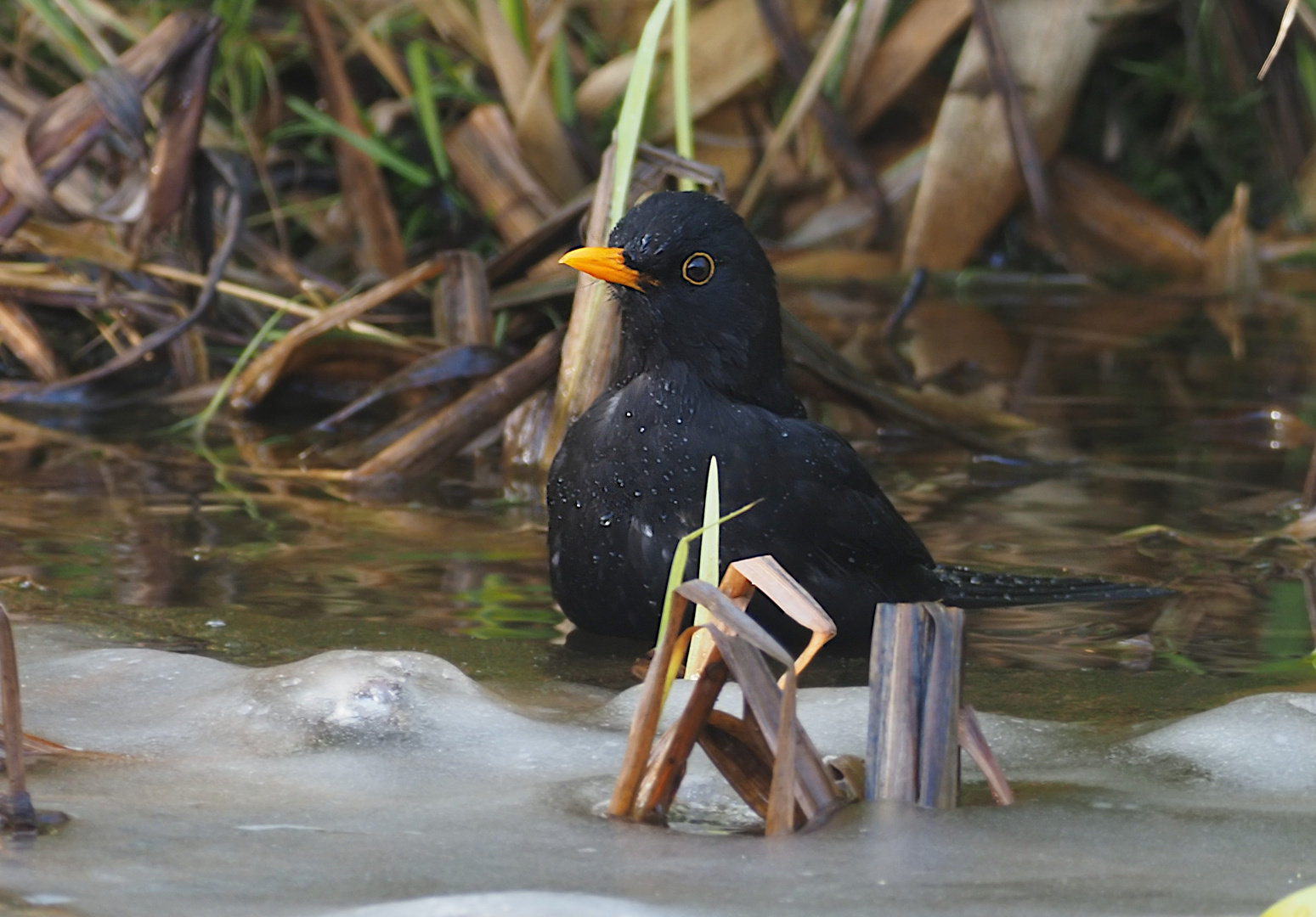 Amsel im Bad