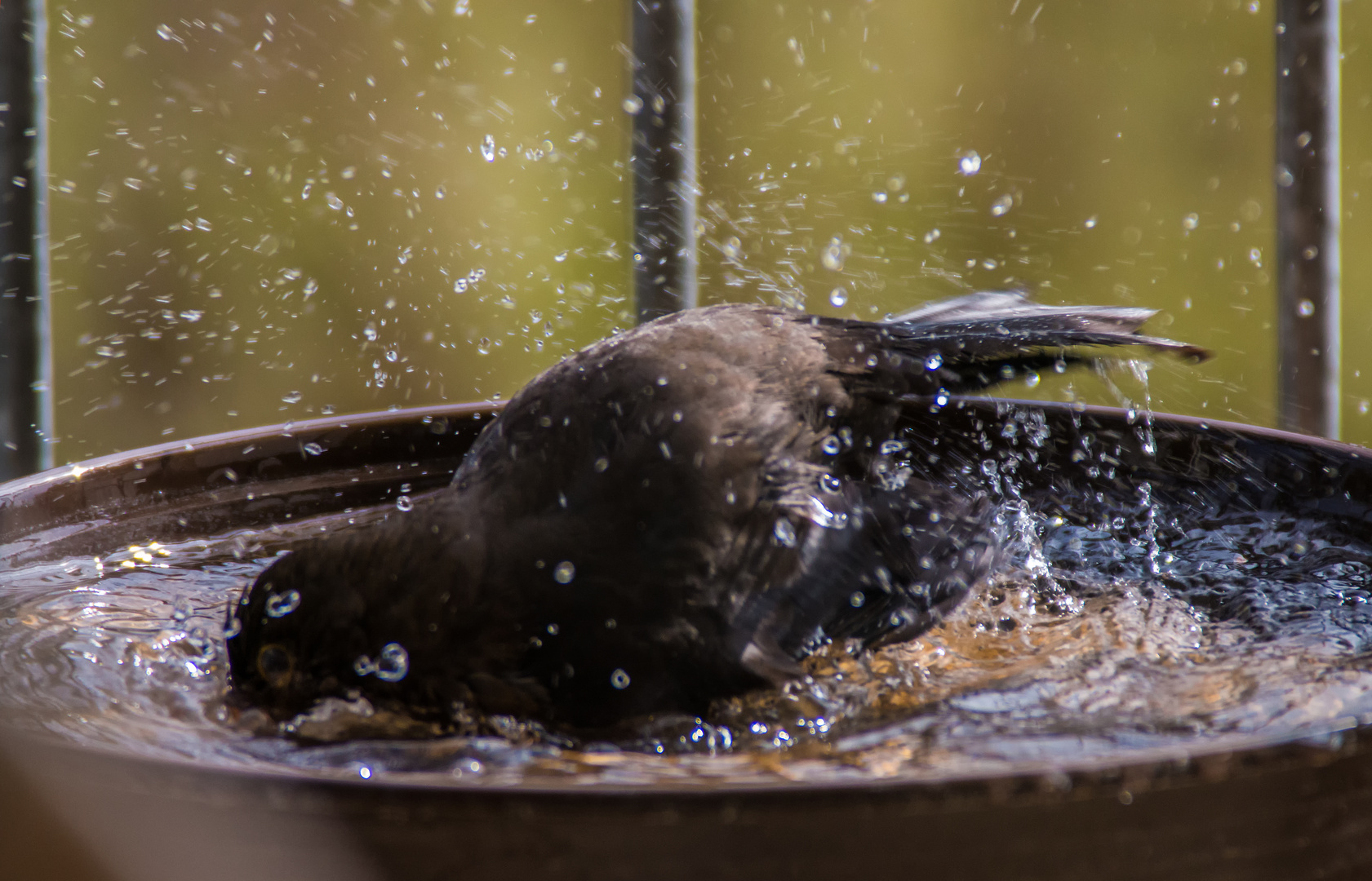 Amsel im Bade