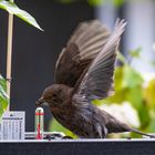 Amsel im Balkonkasten gelandet