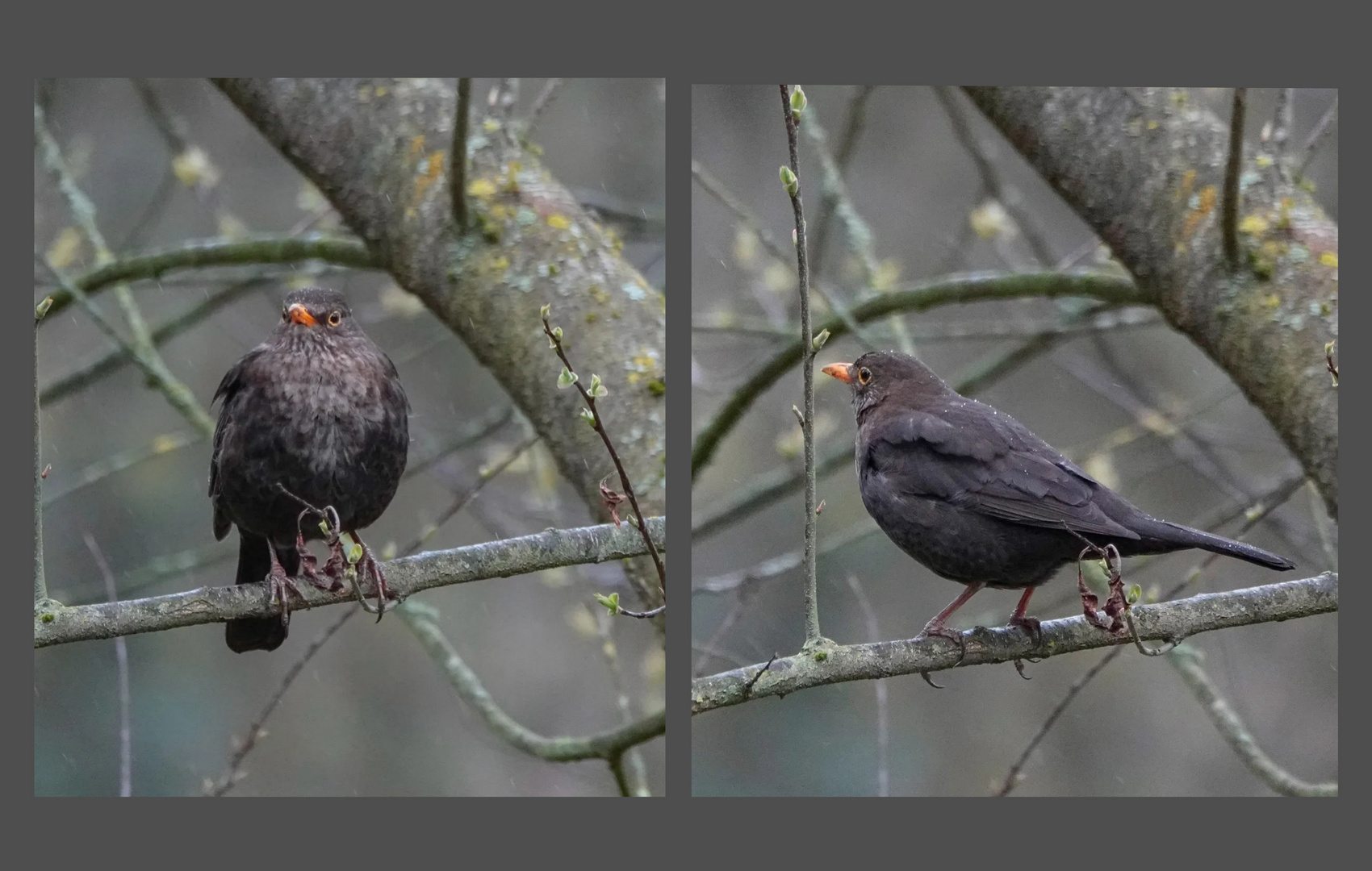 Amsel im Baum!