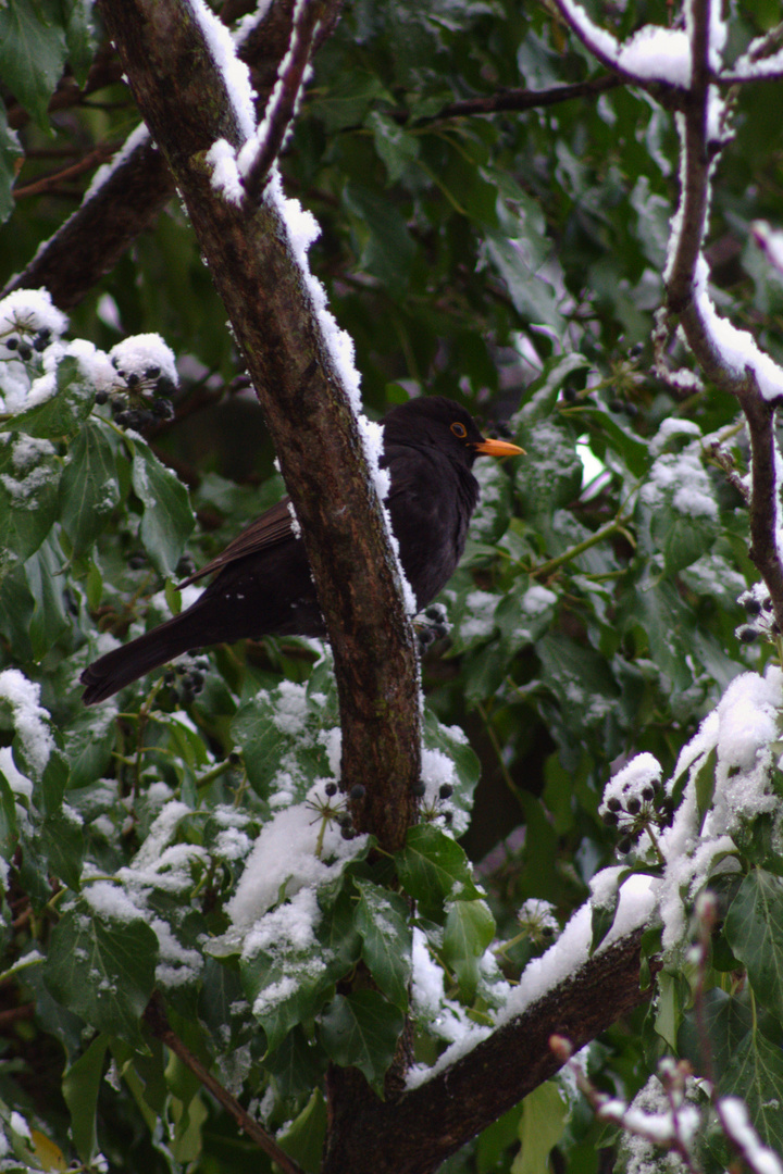 Amsel im Baum