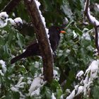 Amsel im Baum