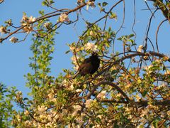 Amsel im Baum