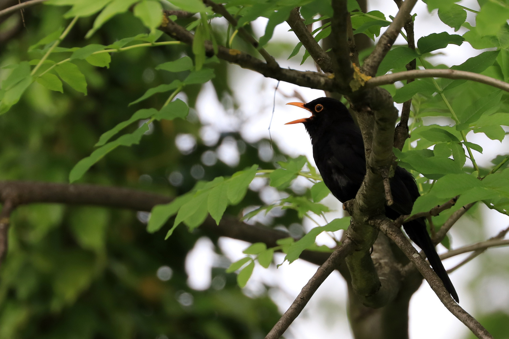 Amsel im Baum