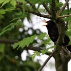 Amsel im Baum