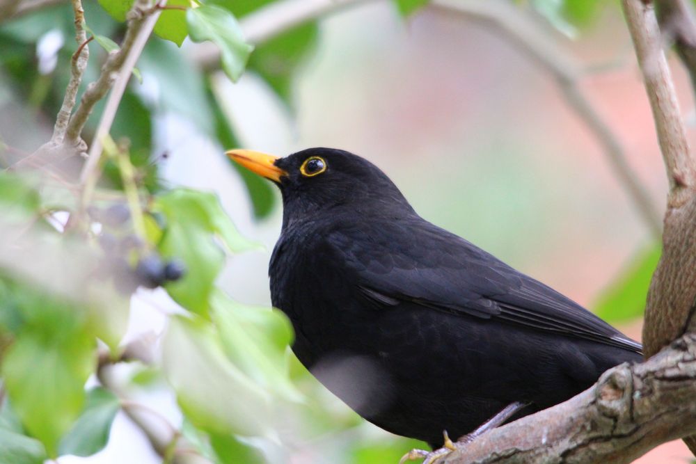 Amsel im Baum