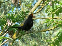 Amsel im Baum