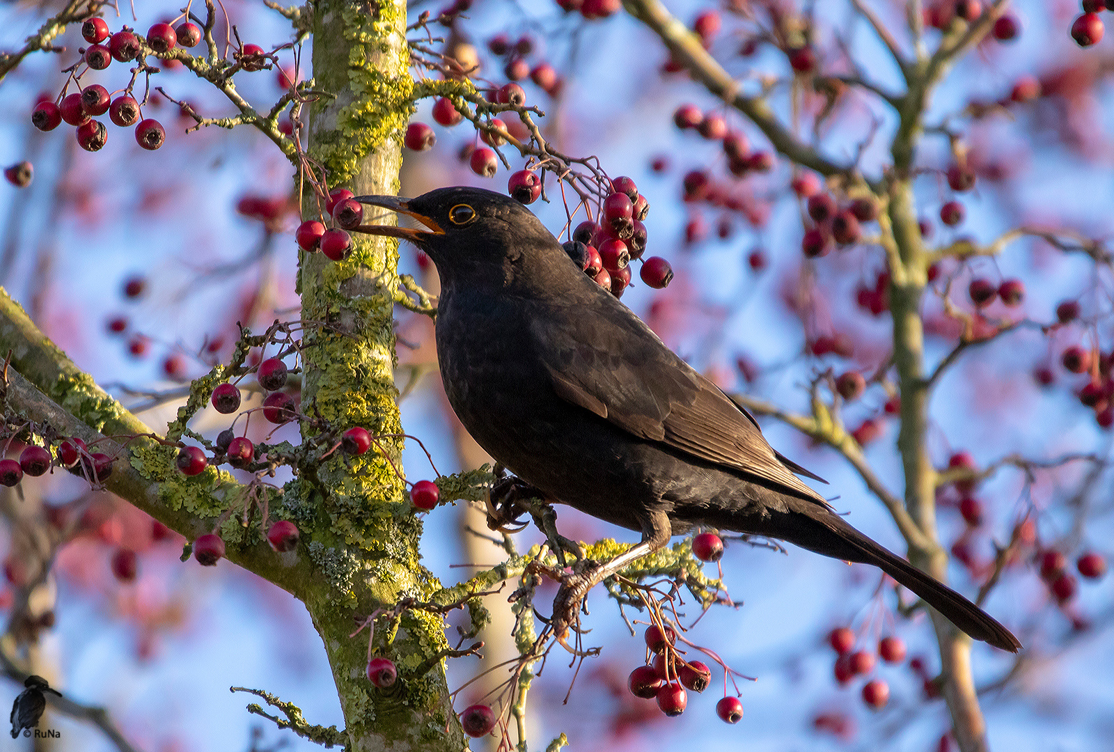 Amsel im Beeren-Wunderland 2