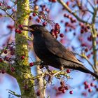 Amsel im Beeren-Wunderland 2