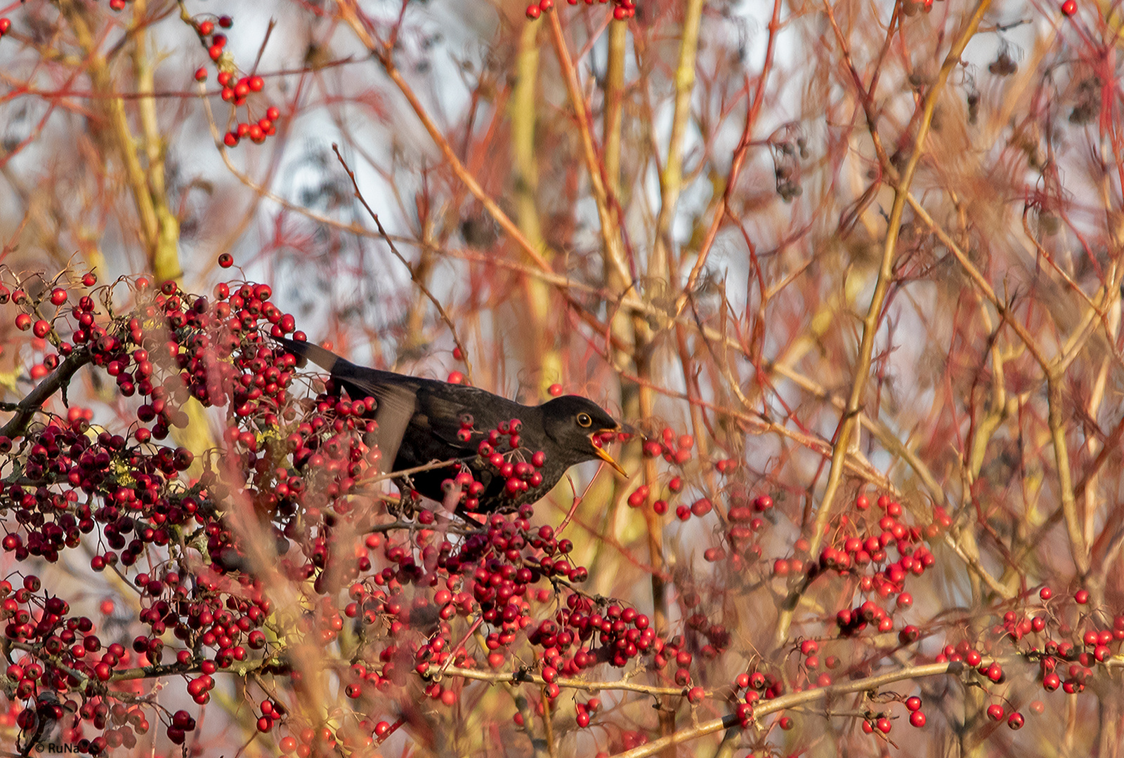 Amsel im Beeren-Wunderland