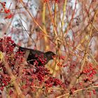 Amsel im Beeren-Wunderland