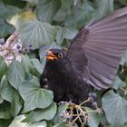 Amsel im Beerenbusch