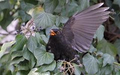 Amsel im Beerenbusch