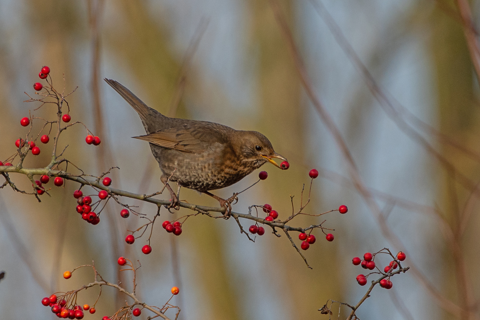 Amsel im Beerenstrauch