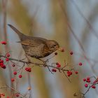 Amsel im Beerenstrauch