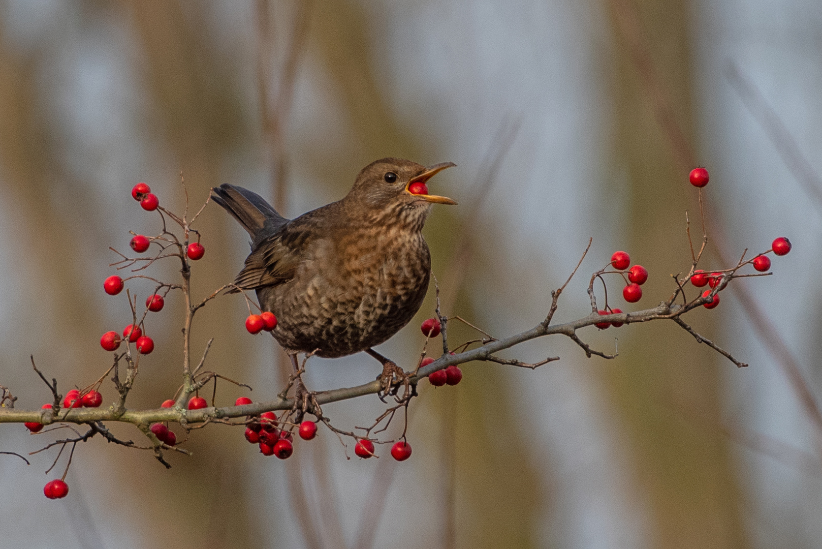 Amsel im Beerenstrauch 