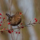 Amsel im Beerenstrauch 