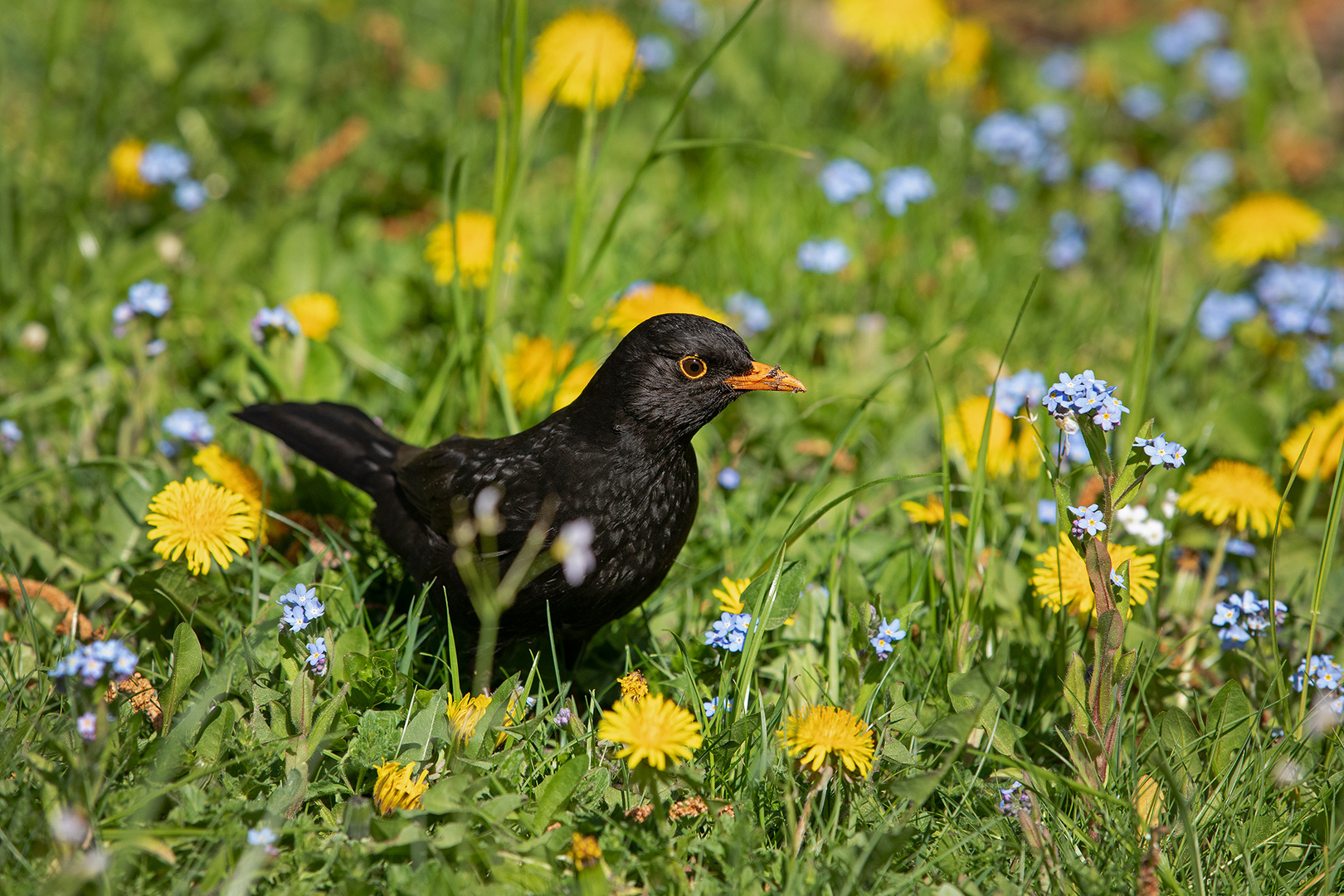 Amsel im Blütenbad