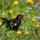 Amsel im Blütenbad