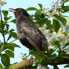 Amsel im Blütenbaum