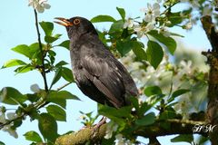 Amsel im Blütenbaum