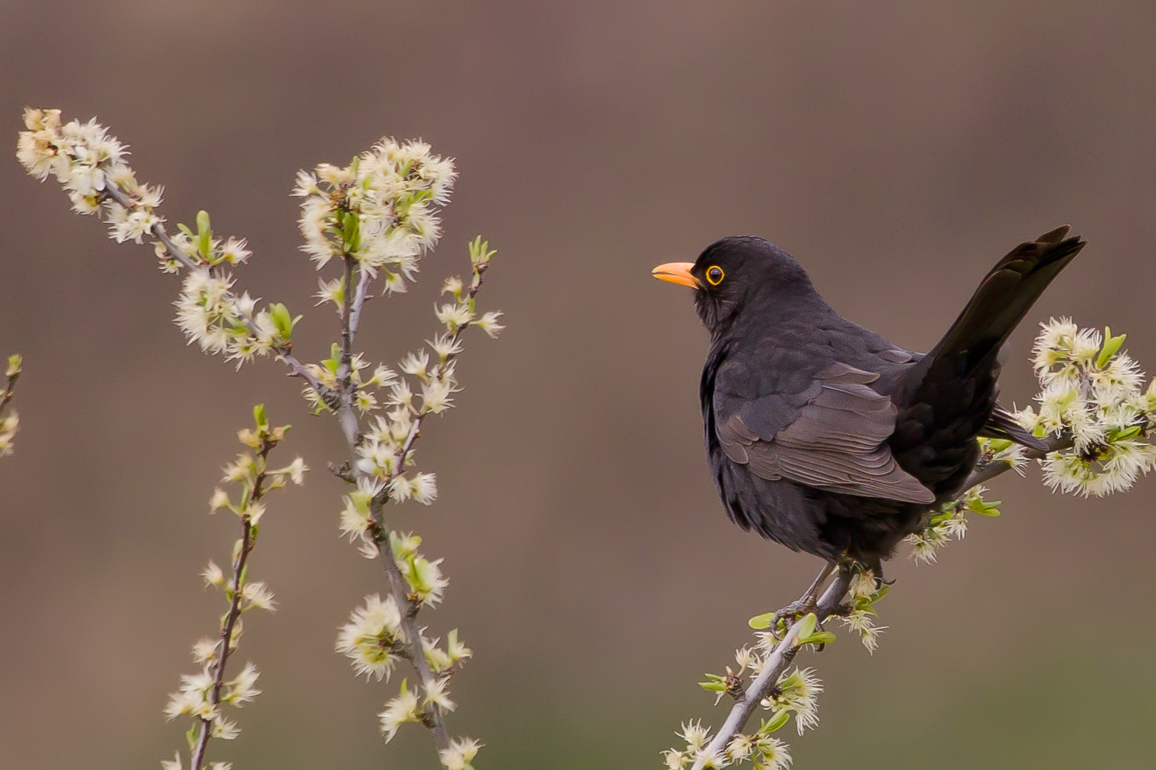 Amsel im Blütenmeer