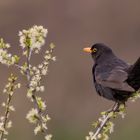 Amsel im Blütenmeer