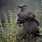 „Amsel im Bohnenkrautmantel"