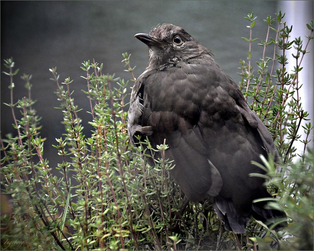 „Amsel im Bohnenkrautmantel"