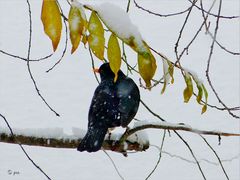 Amsel im Busch