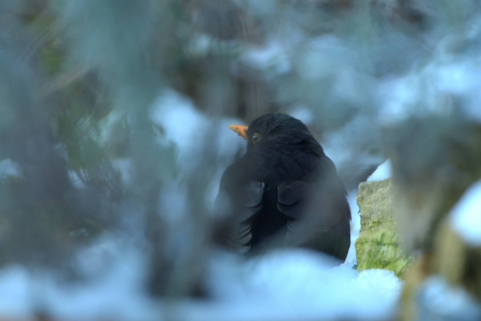 Amsel im Curry-Rahmen :)