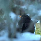 Amsel im Curry-Rahmen :)