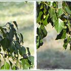 Amsel im Efeu