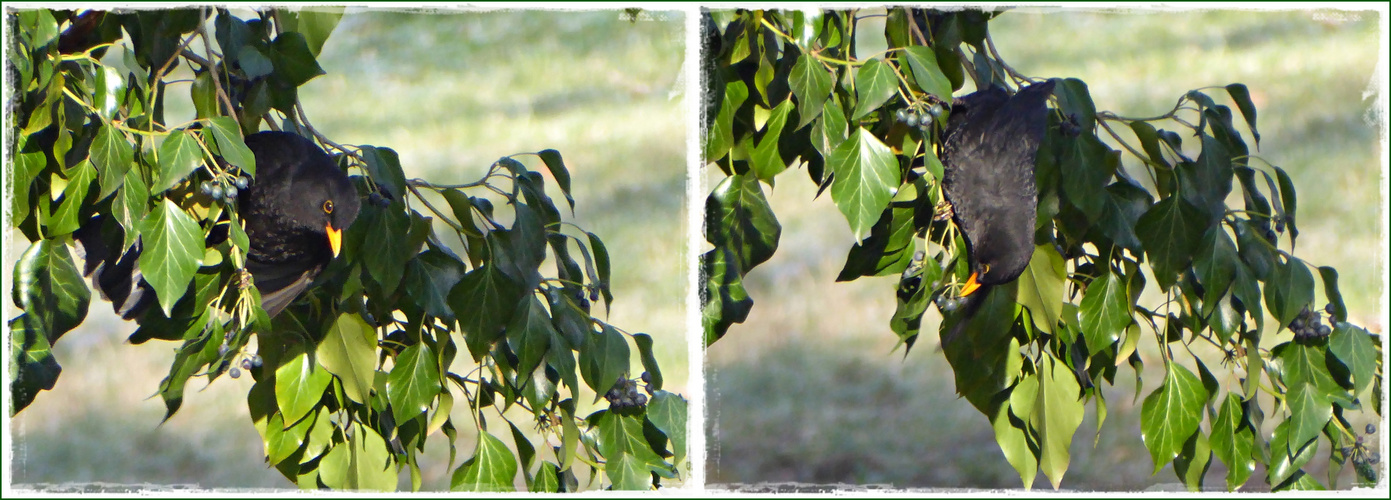 Amsel im Efeu