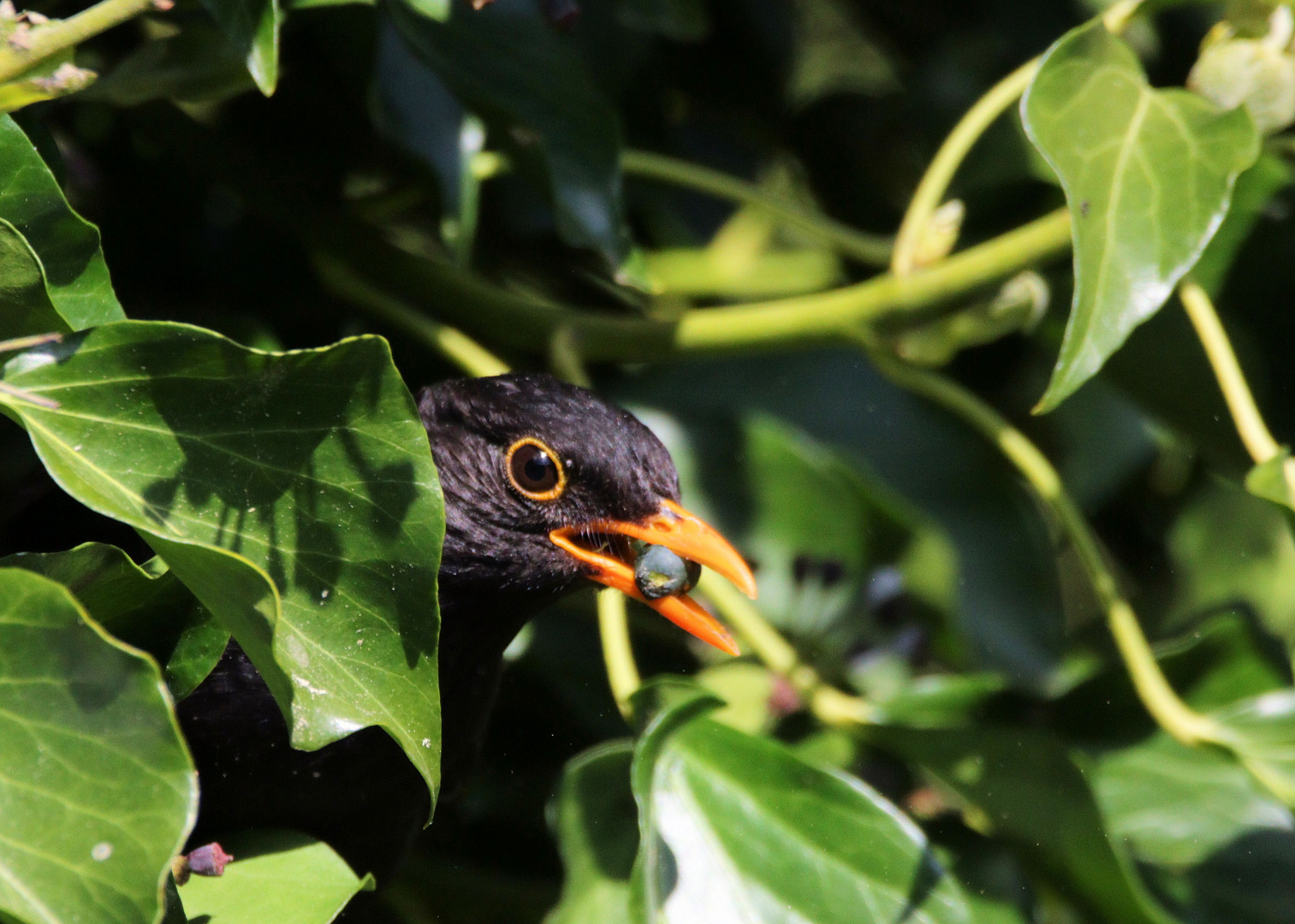 Amsel im Efeu