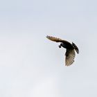 Amsel im Flug