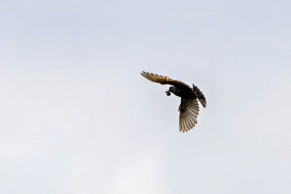 Amsel im Flug