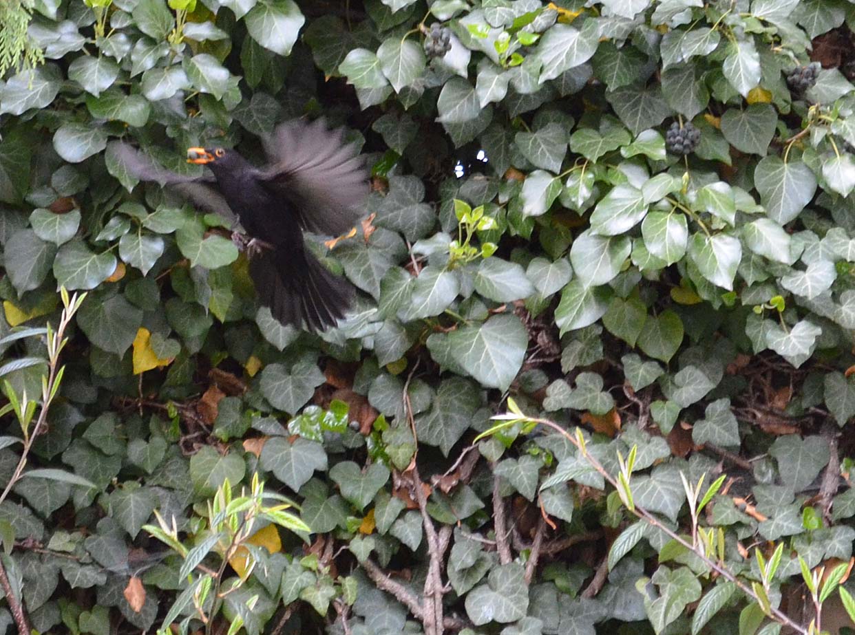 Amsel im Flug