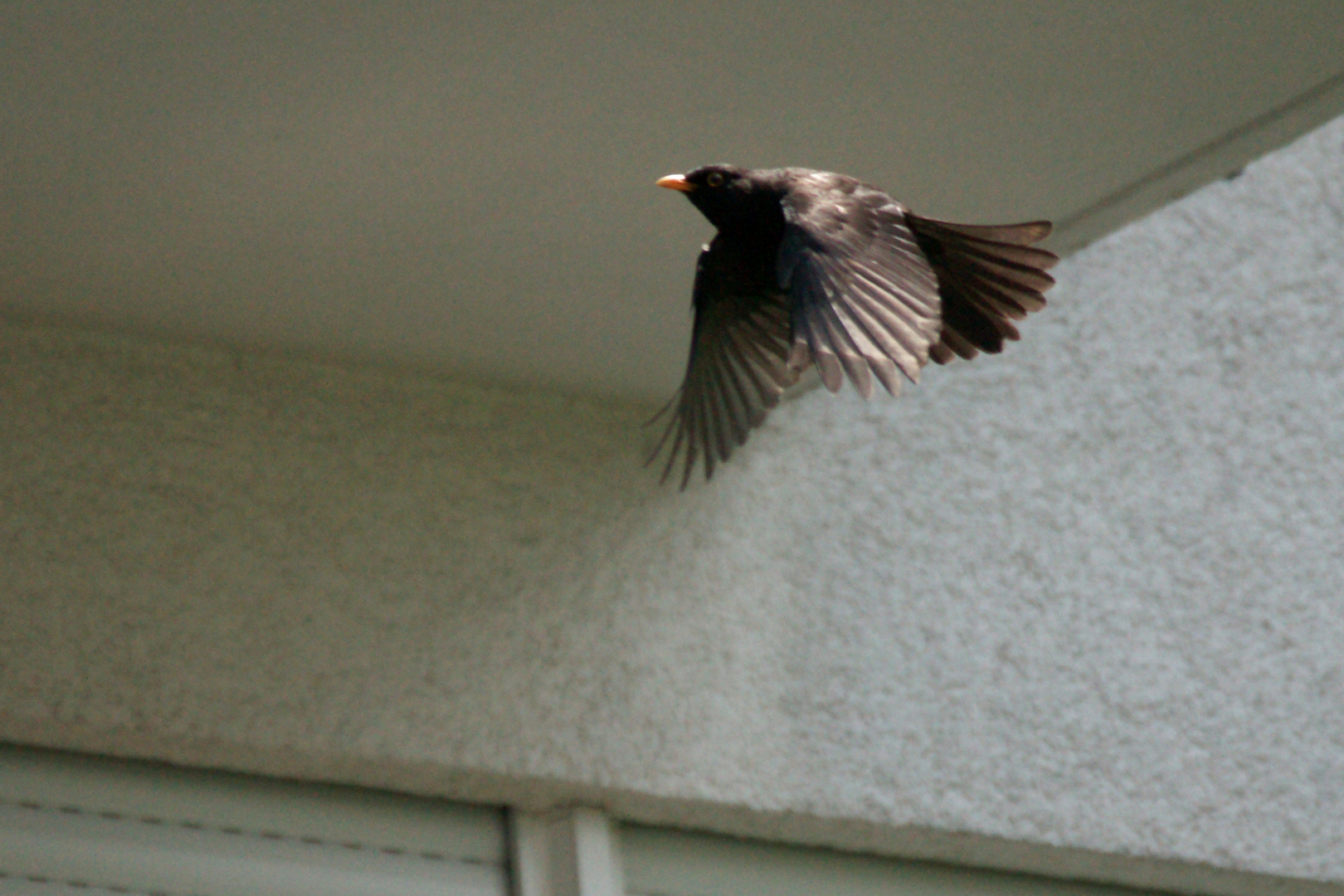 Amsel im Flug