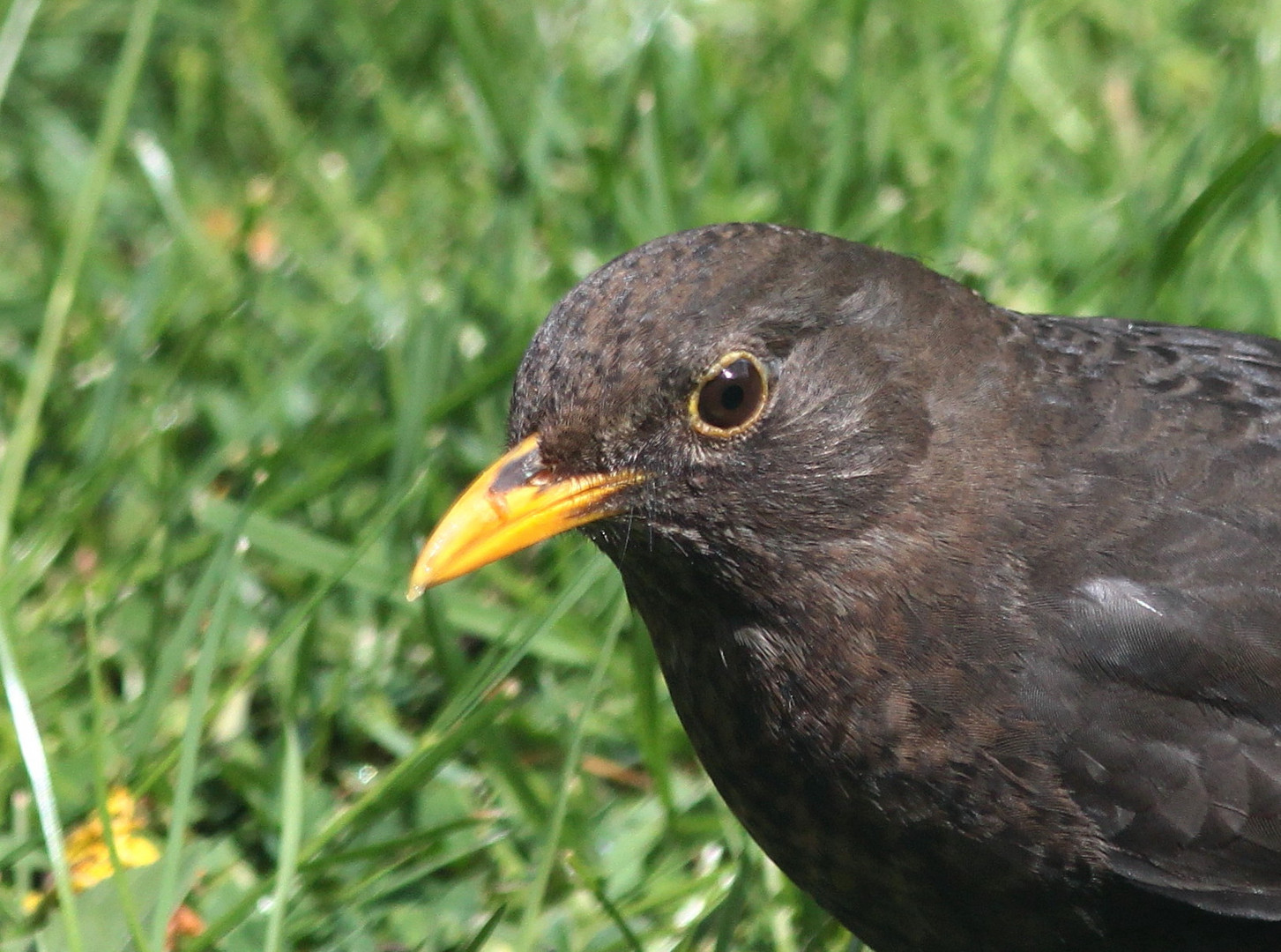 Amsel im Fokus... NICHT NUR :