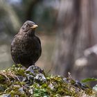 Amsel im Frühling....