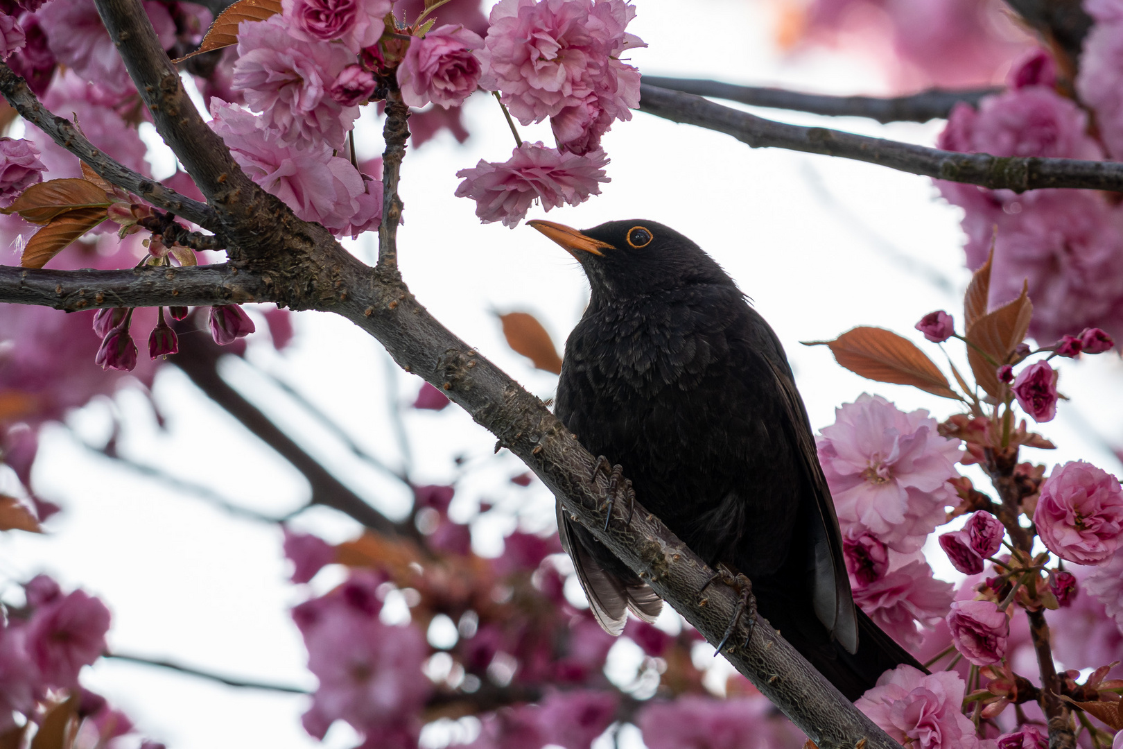 Amsel im Frühling