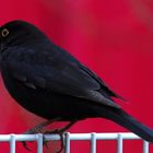 Amsel im Frühling